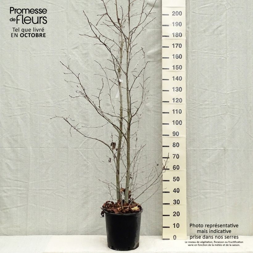 Esemplare di Liquidambar styraciflua - Storace americano Vaso da 7,5L/10L come consegnato in autunno