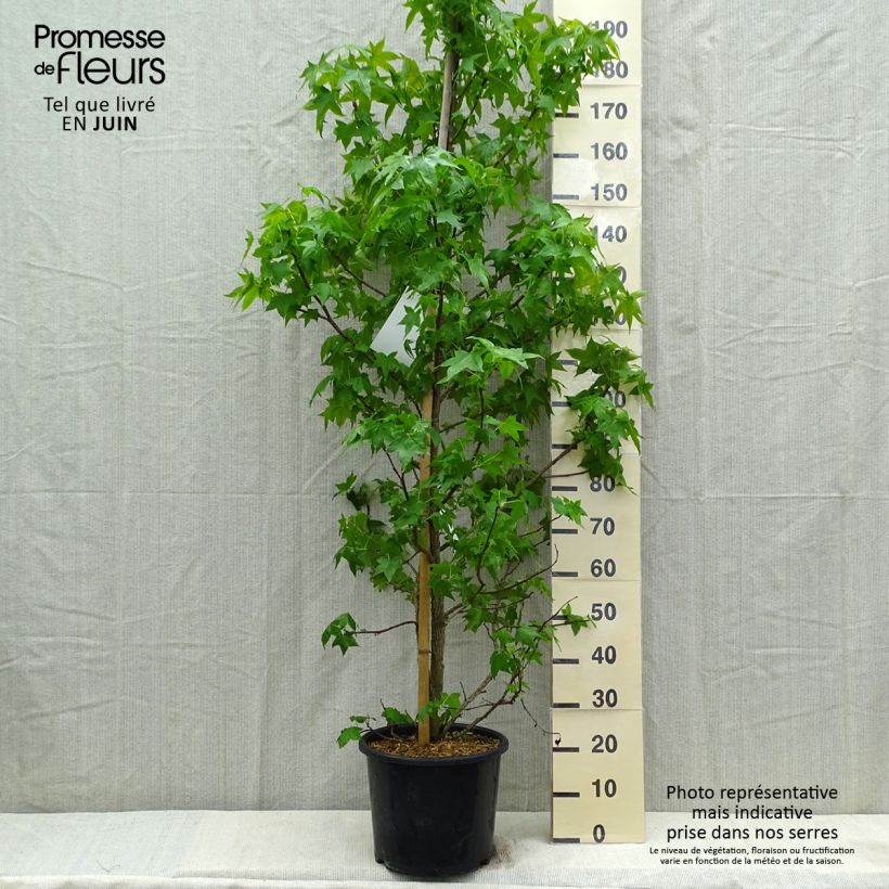 Liquidambar styraciflua - Storace americano Vaso da 7,5L/10L esemplare consegnato in primavera