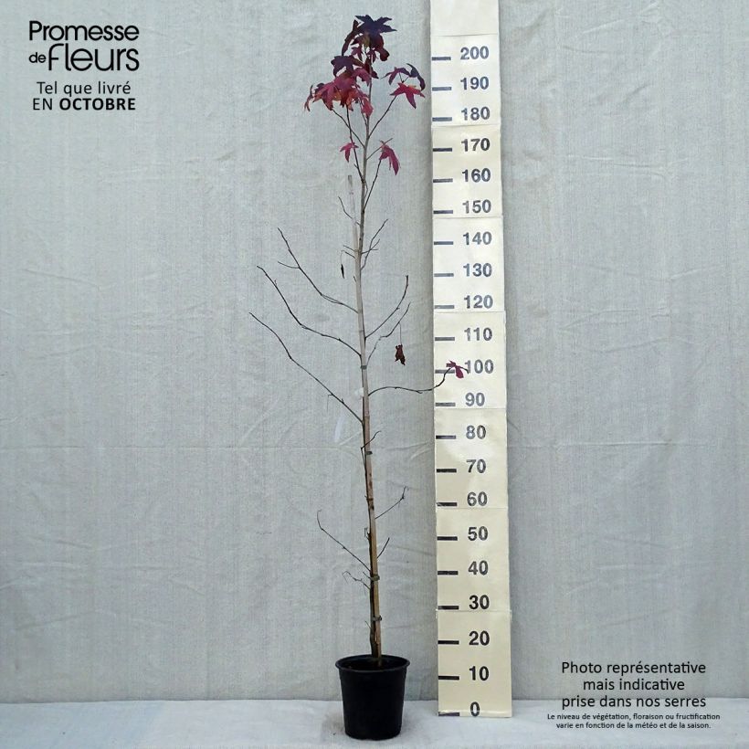 Esemplare di Liquidambar styraciflua - Storace americano Vaso da 3L/4L come consegnato in autunno