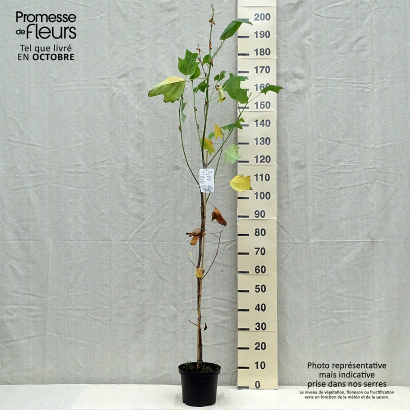 Esemplare di Liriodendron tulipifera Aureomarginatum - Liriodendro Vaso da 3L/4L come consegnato in autunno