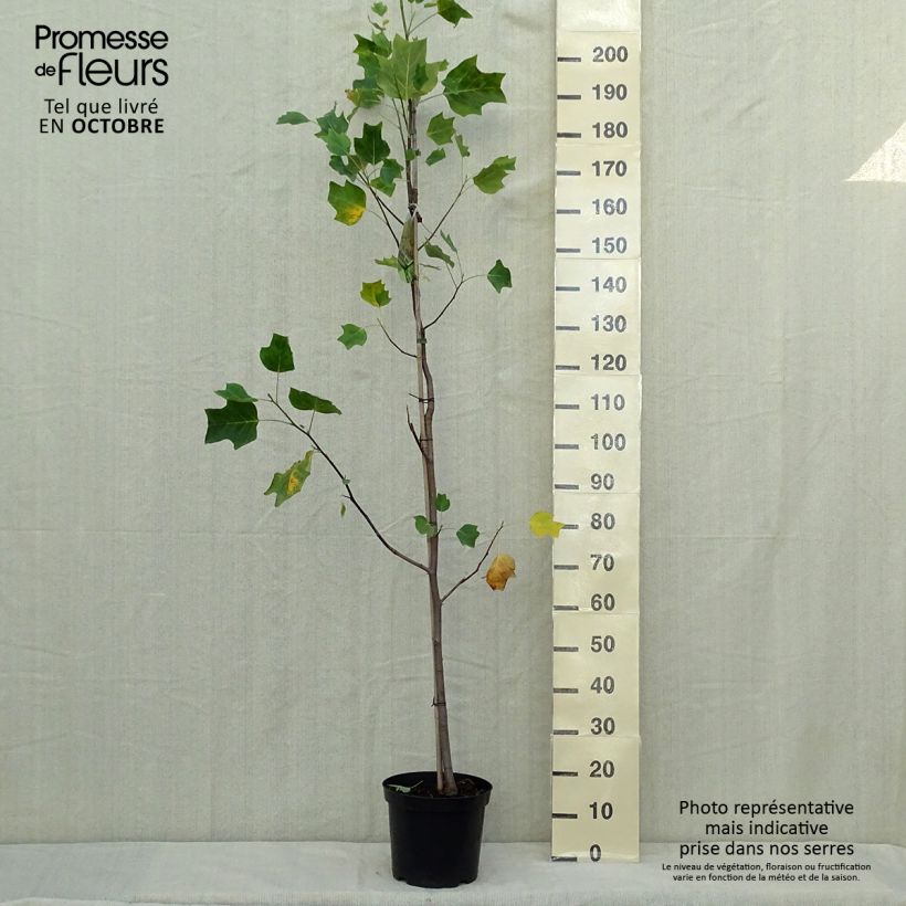 Esemplare di Liriodendron tulipifera Aureomarginatum - Liriodendro Vaso da 7,5L/10L come consegnato in autunno