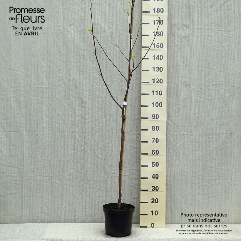 Liriodendron tulipifera Aureomarginatum - Liriodendro Vaso da 7,5L/10L esemplare consegnato in primavera