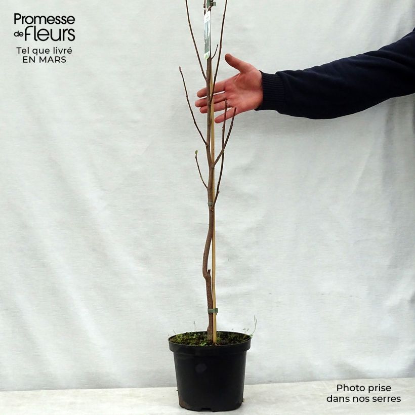 Liriodendron tulipifera Fastigiata - Liriodendro Vaso da 4L/5L, Vaso impalcato esemplare consegnato in primavera