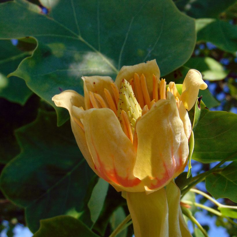 Liriodendron tulipifera - Liriodendro (Fioritura)
