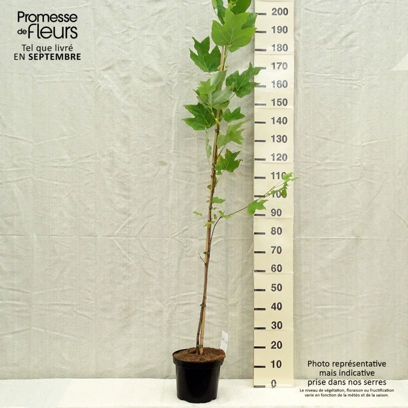 Esemplare di Liriodendron tulipifera - Liriodendro Vaso da 4L/5L come consegnato in autunno