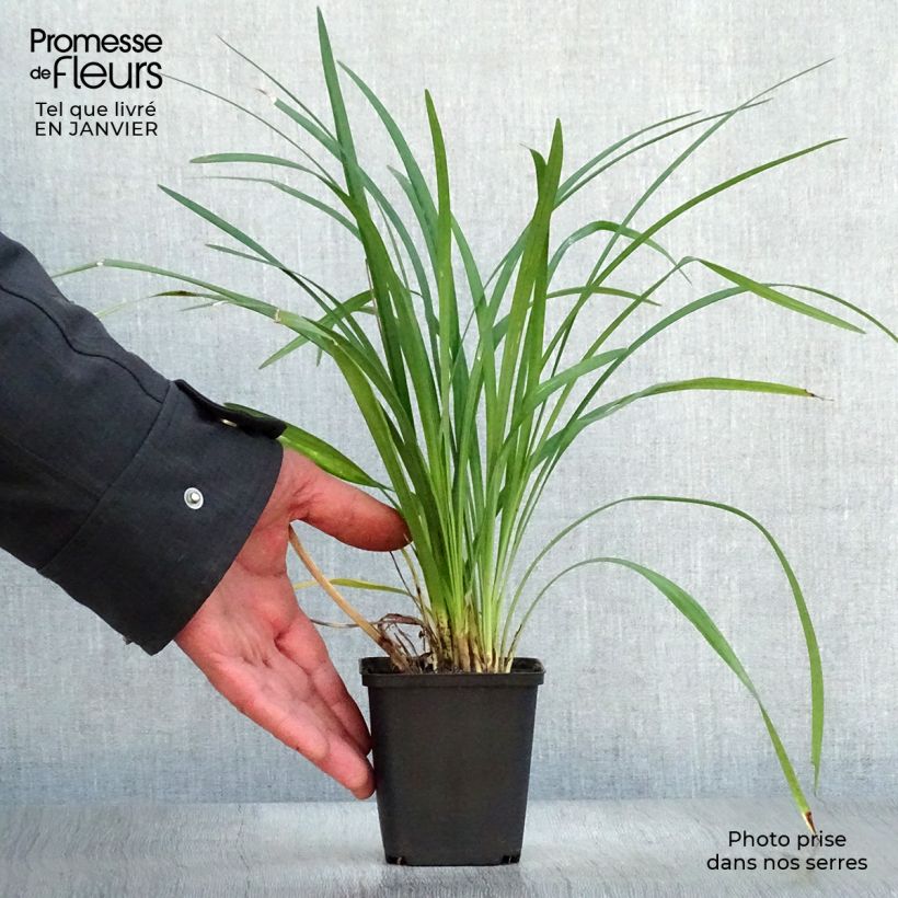 Liriope muscari Super Blue Vasetto da 8/9 cm esemplare consegnato in inverno