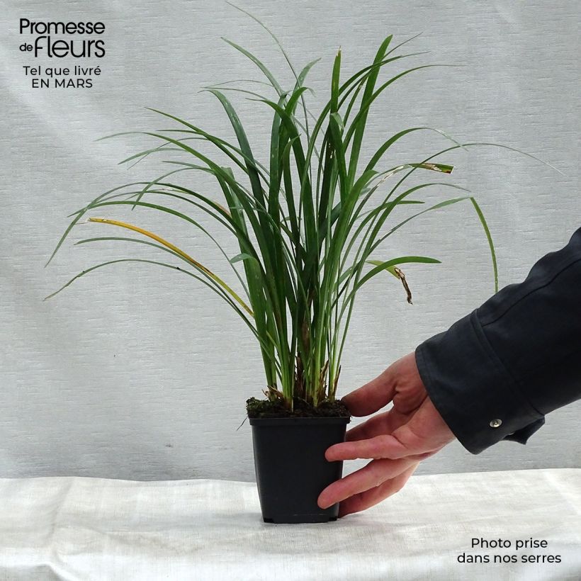 Liriope muscari Super Blue Vasetto da 8/9 cm esemplare consegnato in primavera