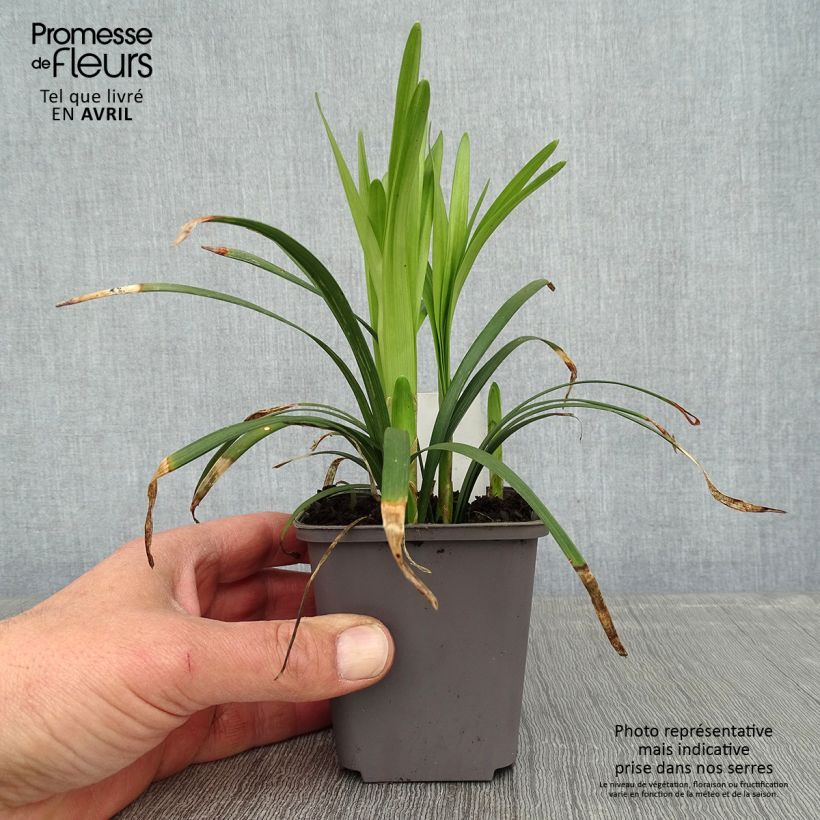 Liriope muscari Big Blue Vasetto da 8/9 cm esemplare consegnato in primavera