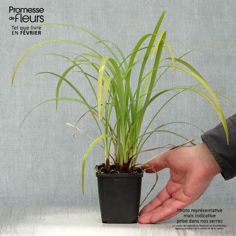 Liriope muscari Evergreen Giant Vasetto da 8/9 cm esemplare consegnato in inverno