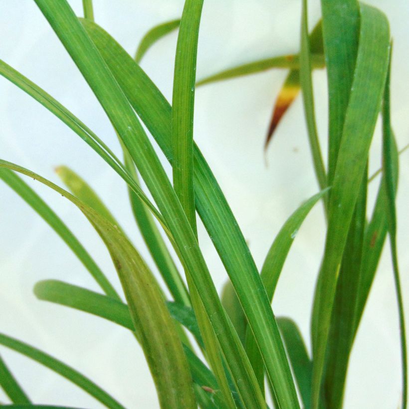 Liriope muscari Ingwersen (Fogliame)