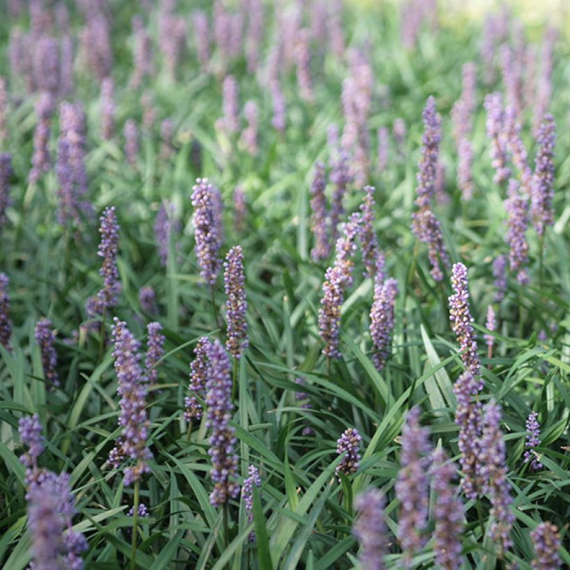 Liriope muscari Ingwersen (Fioritura)