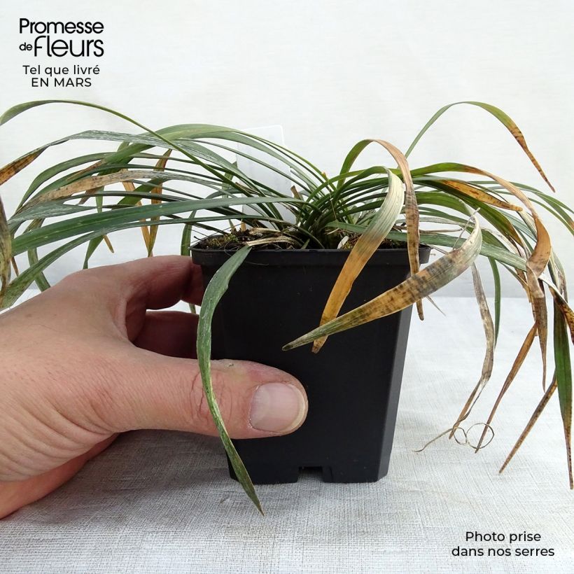 Liriope muscari Ingwersen Vasetto da 8/9 cm esemplare consegnato in inverno