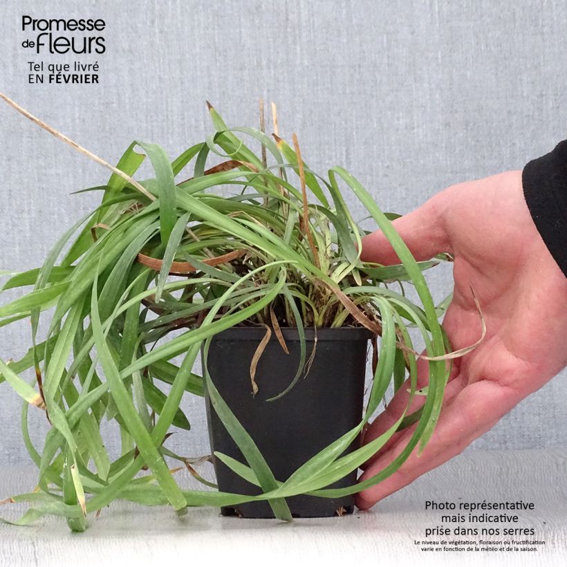 Liriope muscari Lilac Wonder Vasetto da 8/9 cm esemplare consegnato in inverno