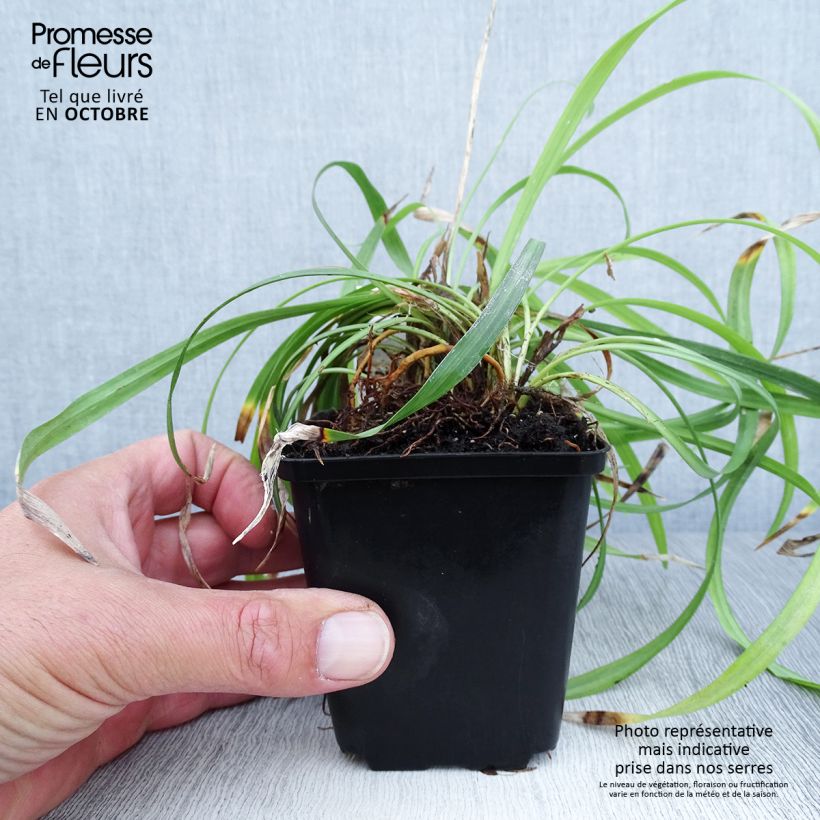 Esemplare di Liriope muscari Lilac Wonder Vasetto da 8/9 cm come consegnato in autunno