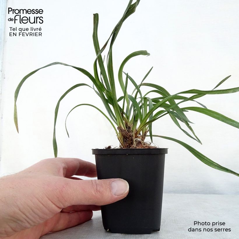 Liriope muscari Majestic Vasetto da 8/9 cm esemplare consegnato in inverno