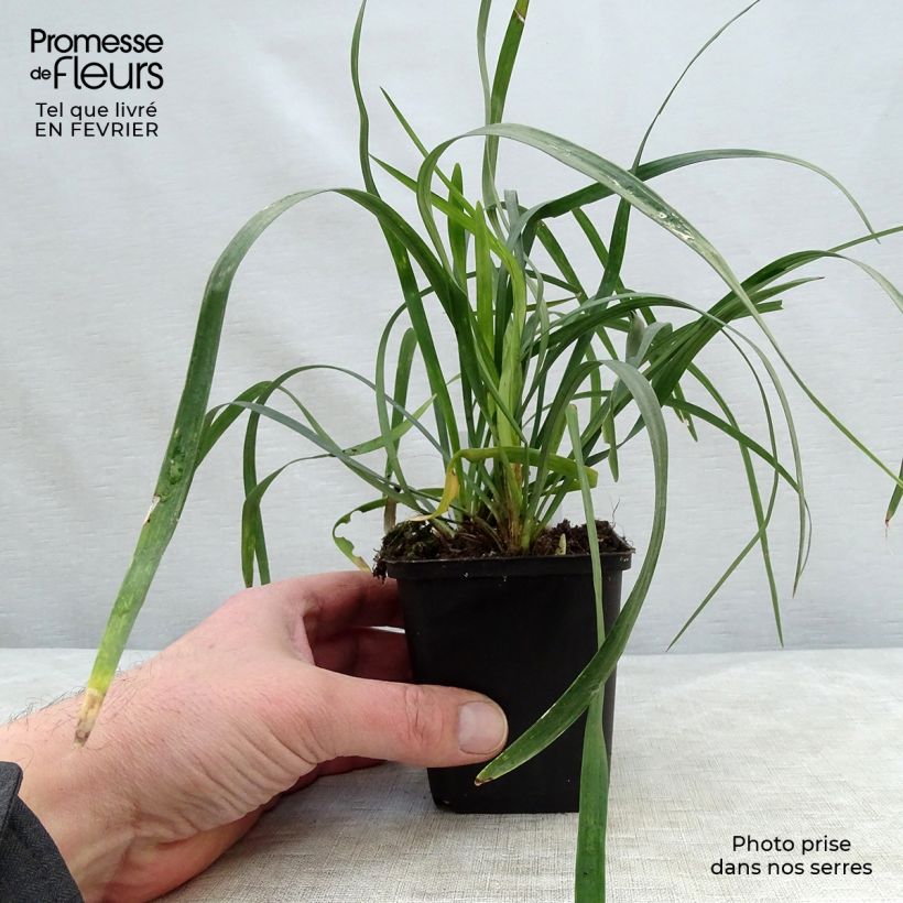 Liriope muscari Monroe White Vasetto da 8/9 cm esemplare consegnato in inverno