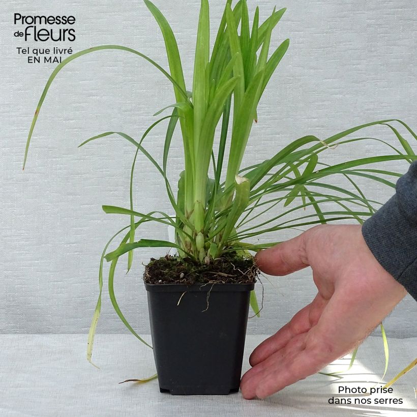 Liriope muscari Monroe White Vasetto da 8/9 cm esemplare consegnato in primavera