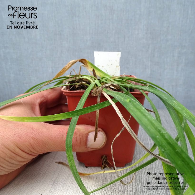 Esemplare di Liriope muscari Monroe White Vasetto da 8/9 cm come consegnato in autunno