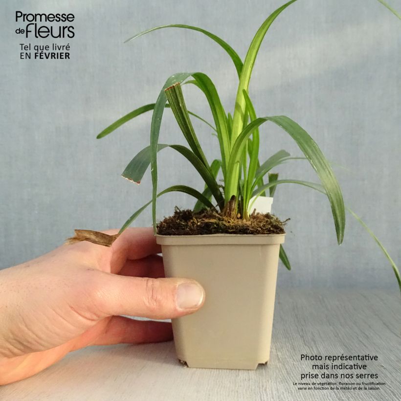 Liriope muscari Royal Purple Vasetto da 8/9 cm esemplare consegnato in inverno