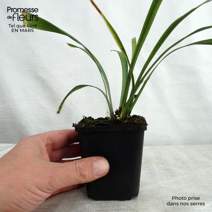 Liriope muscari Royal Purple Vasetto da 8/9 cm esemplare consegnato in primavera