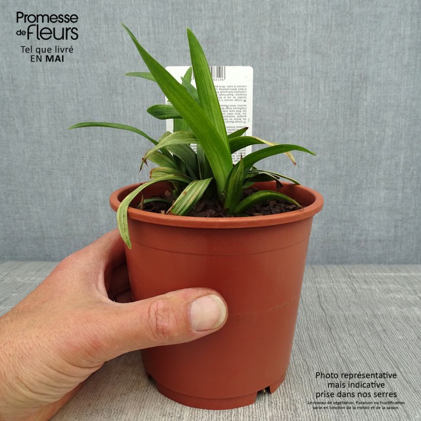 Liriope muscari Royal Purple Vaso da 1L/1,5L esemplare consegnato in primavera