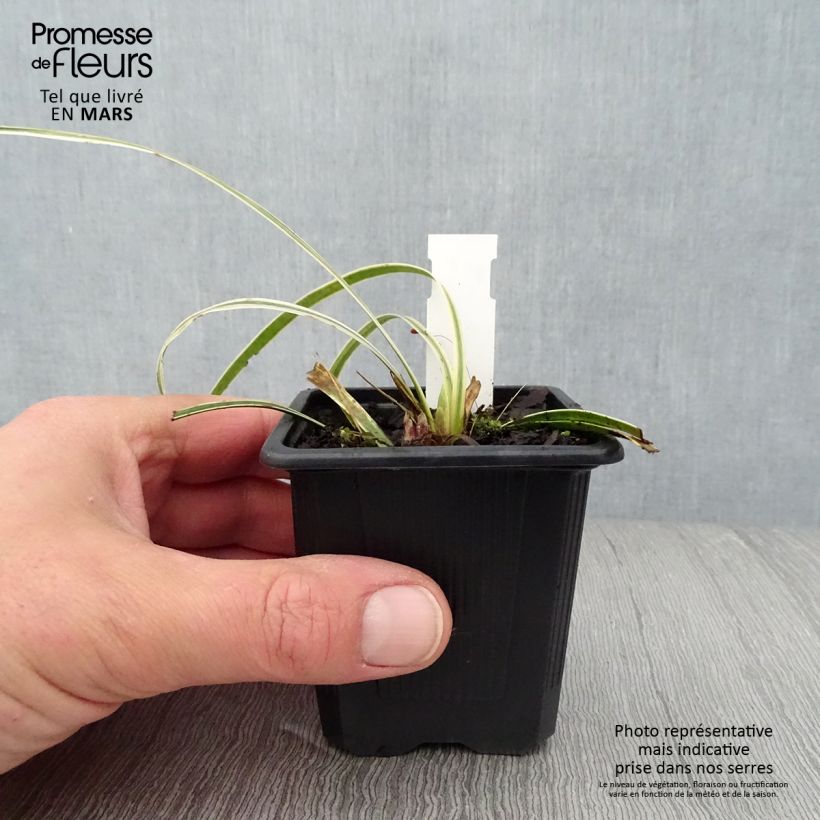 Liriope muscari Silvery Sunproof Vasetto da 8/9 cm esemplare consegnato in primavera