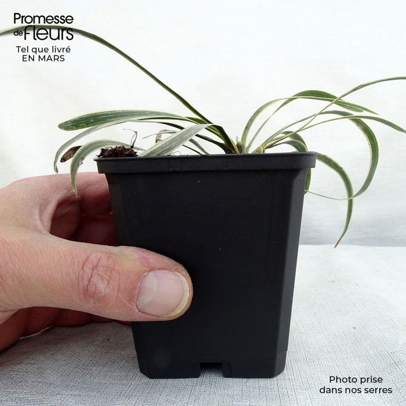 Liriope muscari Variegata Vasetto da 8/9 cm esemplare consegnato in inverno