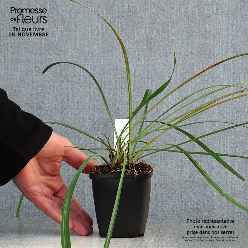 Esemplare di Liriope muscari Vasetto da 8/9 cm come consegnato in autunno