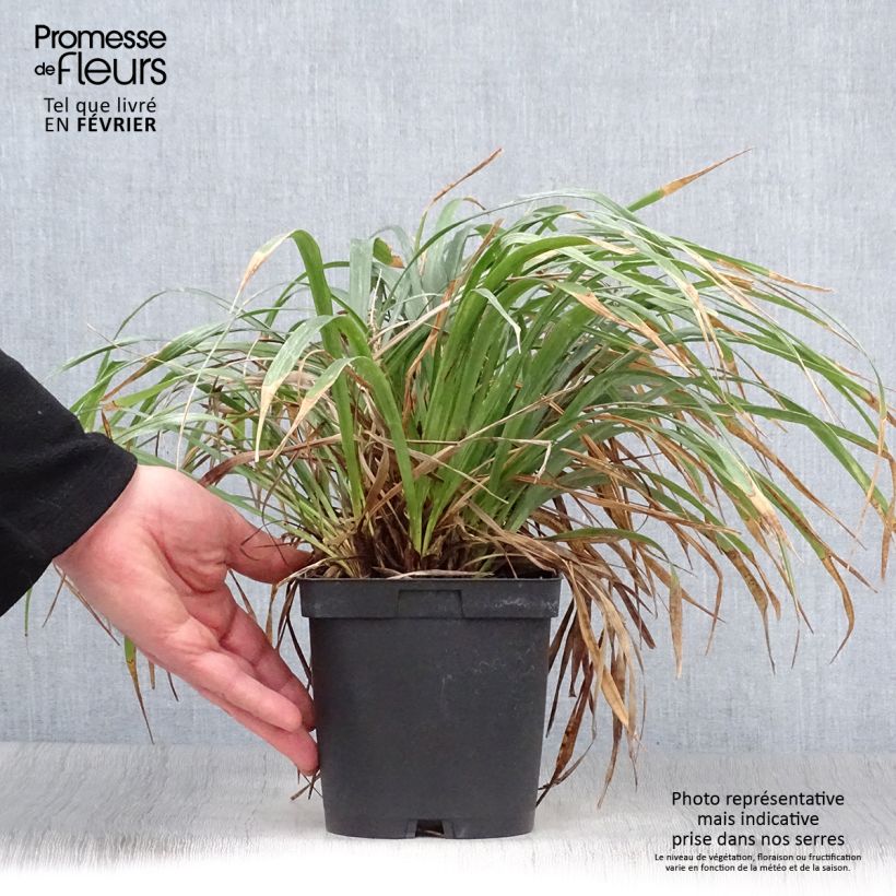 Liriope muscari Vaso da 2L/3L esemplare consegnato in inverno