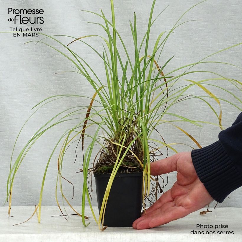 Liriope spicata Vasetto da 8/9 cm esemplare consegnato in primavera