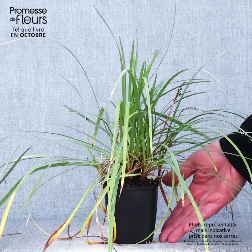 Esemplare di Liriope spicata Vasetto da 8/9 cm come consegnato in autunno