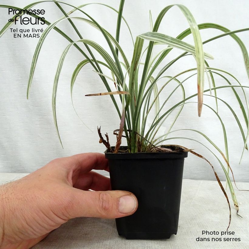 Liriope spicata Silver Dragon Vasetto da 8/9 cm esemplare consegnato in primavera