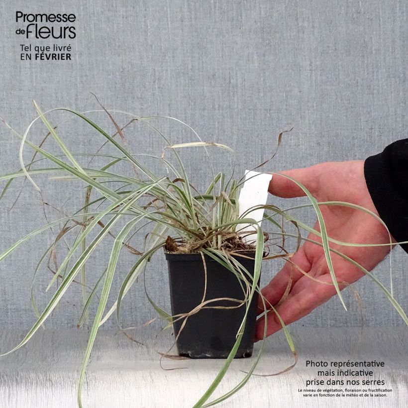 Liriope spicata Silver Dragon Vasetto da 8/9 cm esemplare consegnato in inverno