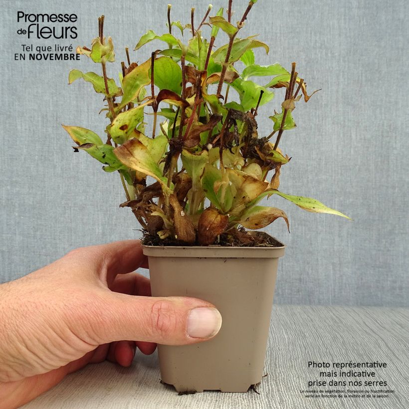 Esemplare di Tricyrtis hirta Tricyrtis hirta Vasetto da 8/9 cm come consegnato in autunno