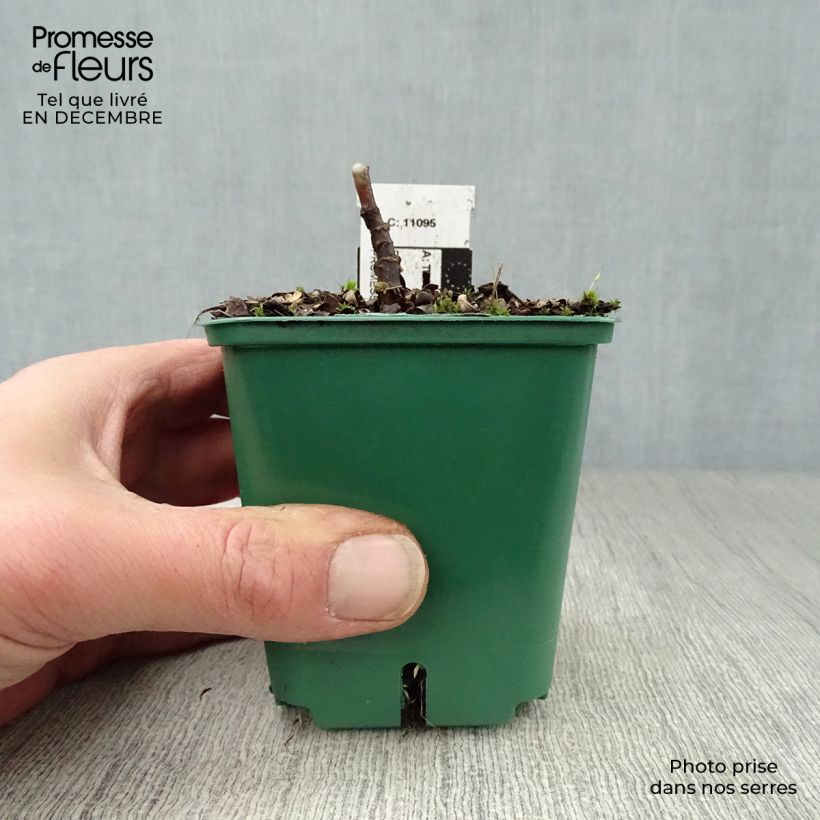 Tricyrtis hirta Tricyrtis hirta Vasetto da 8/9 cm esemplare consegnato in inverno