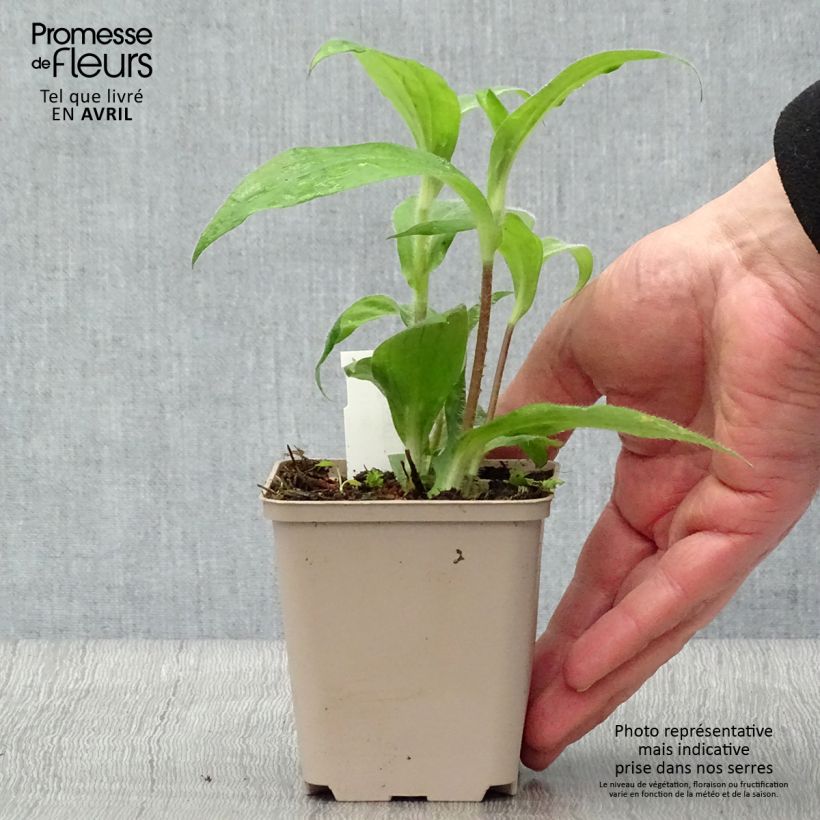 Tricyrtis hirta Tricyrtis hirta Vasetto da 8/9 cm esemplare consegnato in primavera