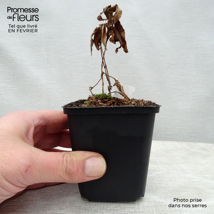 Tricyrtis hirta Miyazaki Vasetto da 8/9 cm esemplare consegnato in inverno