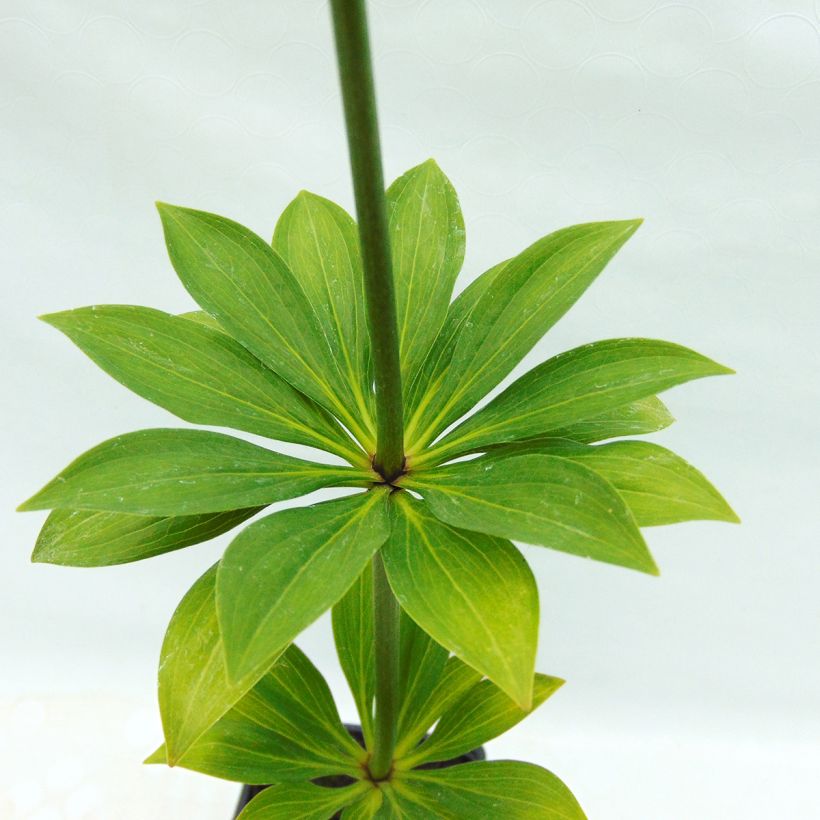 Giglio martagone var. albiflorum (Fogliame)