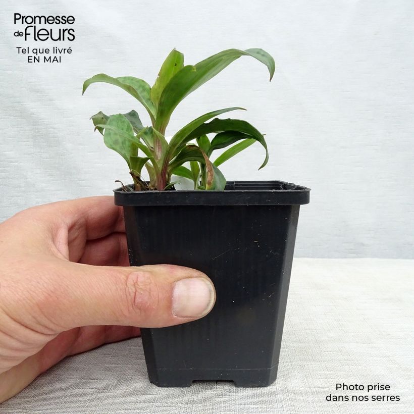 Tricyrtis formosana Vasetto da 8/9 cm esemplare consegnato in primavera