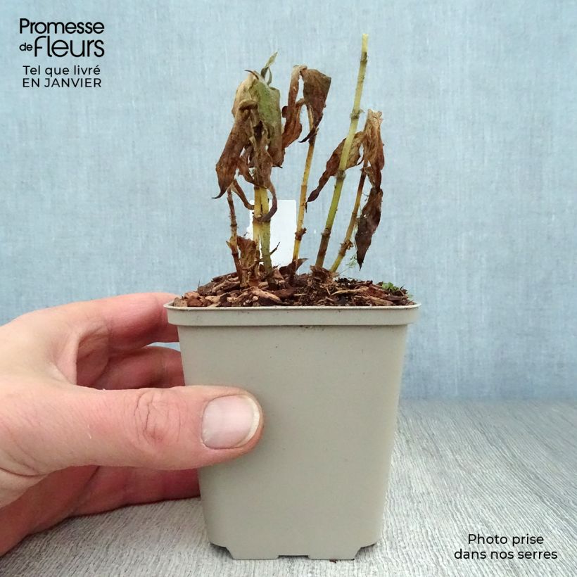 Tricyrtis formosana Vasetto da 8/9 cm esemplare consegnato in inverno