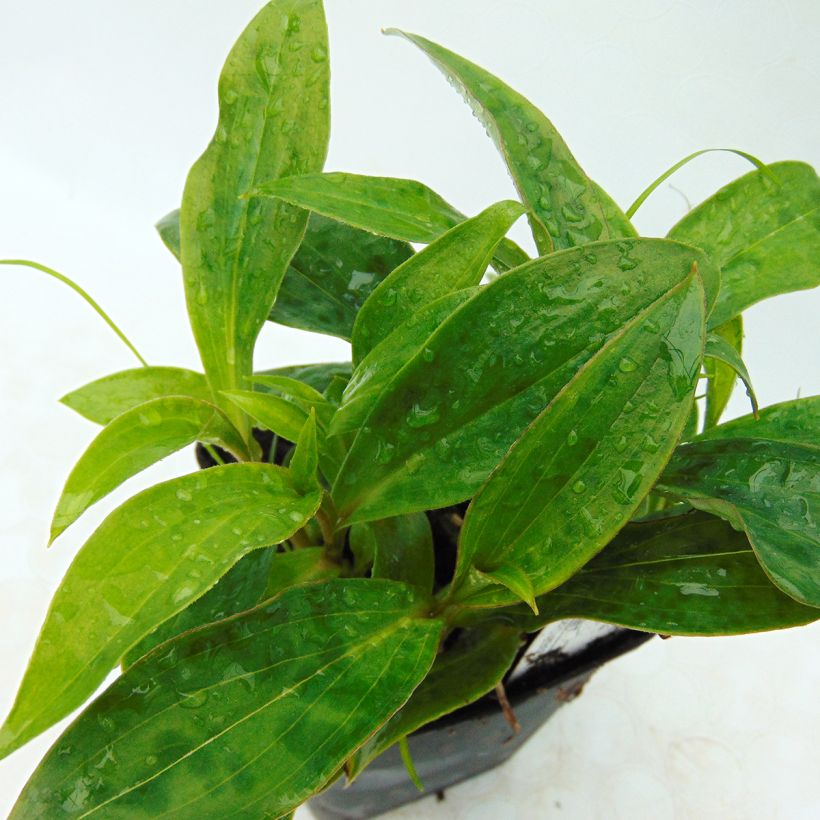 Tricyrtis hirta Taiwan Abdane (Fogliame)