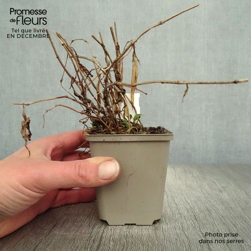 Tricyrtis hirta Taiwan Abdane Vasetto da 8/9 cm esemplare consegnato in inverno