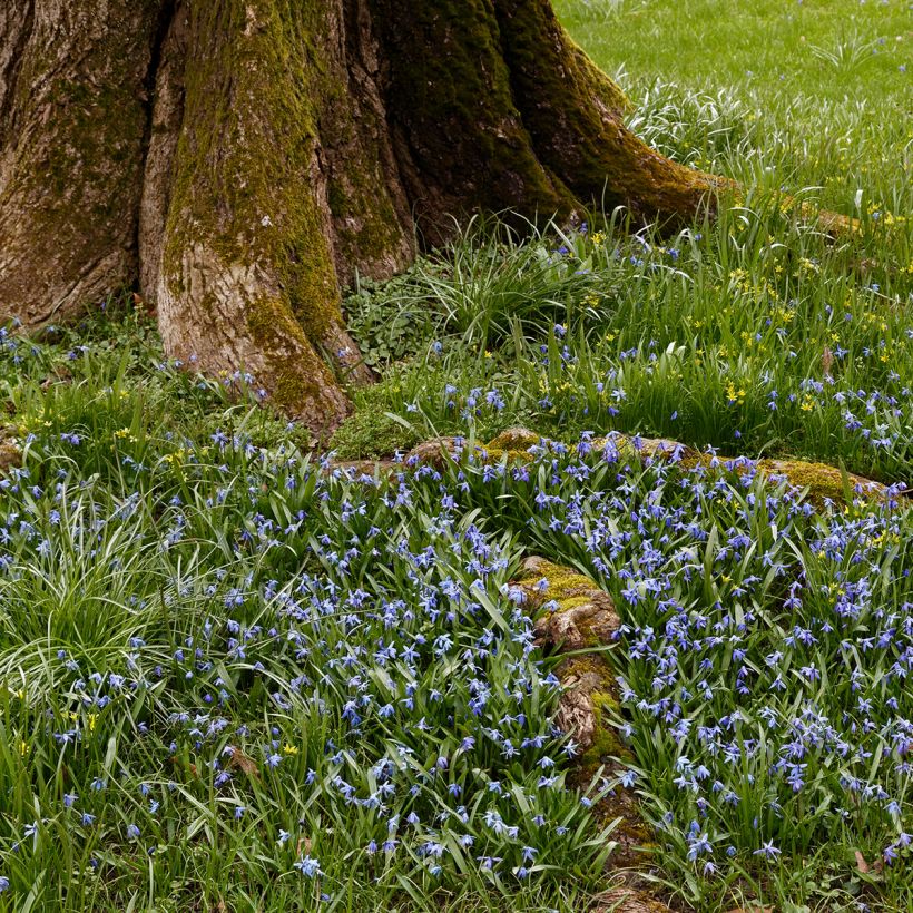Lithodora diffusa Heavenly Blue (Porto)