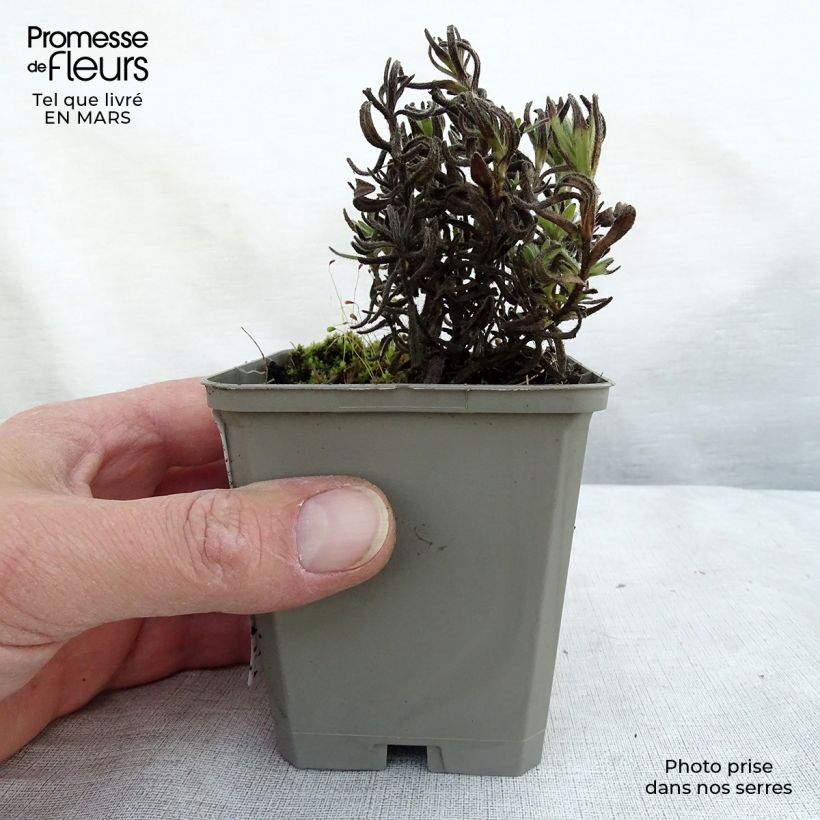 Lithodora diffusa Alba Vasetto da 8/9 cm esemplare consegnato in primavera