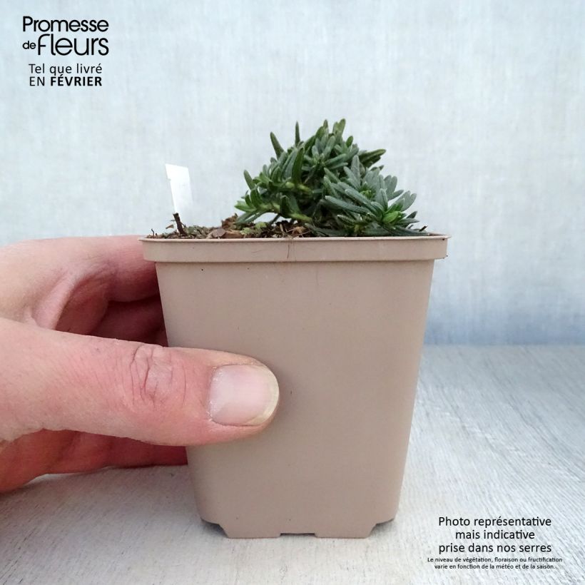 Lithodora diffusa Cambridge Blue Vasetto da 8/9 cm esemplare consegnato in inverno