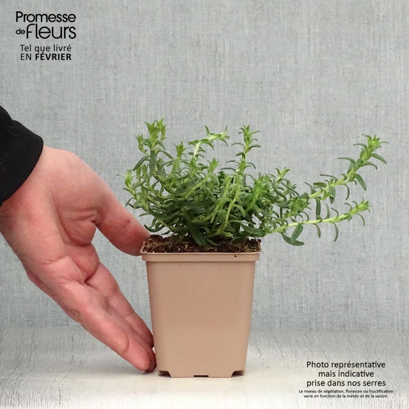 Lithodora diffusa Heavenly Blue Vasetto da 8/9 cm esemplare consegnato in inverno