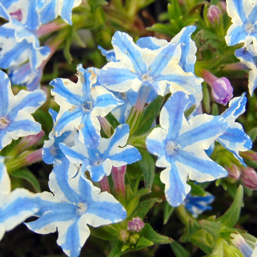 Lithodora diffusa Star (Fioritura)