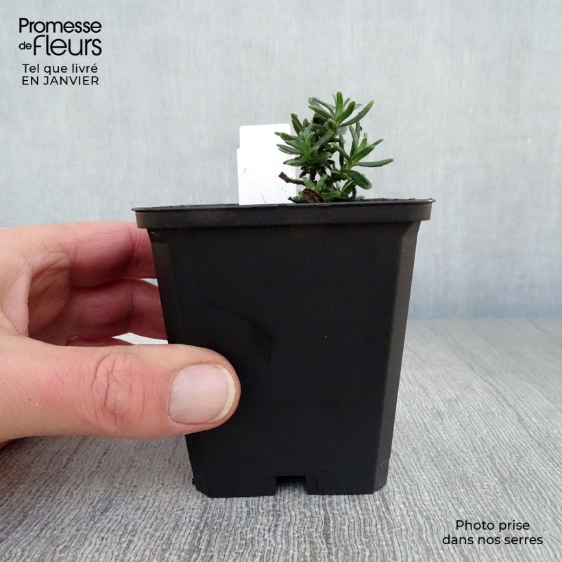 Lithodora diffusa Star Vasetto da 8/9 cm esemplare consegnato in inverno