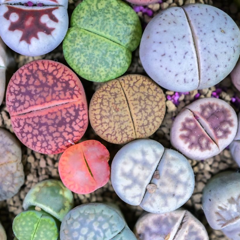 Lithops Pebble Plants Mixed - Pietre vive (Fogliame)