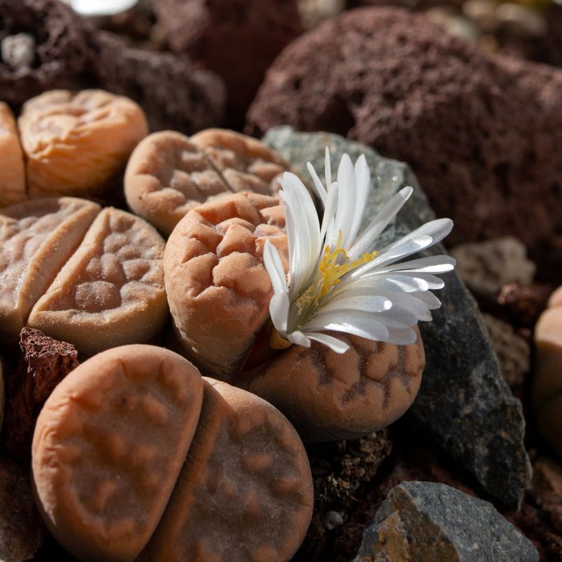 Lithops Pebble Plants Mixed - Pietre vive (Fioritura)